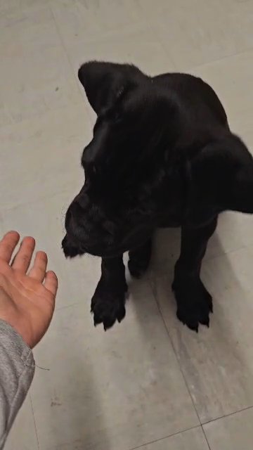 Cane Corso (Kobi) in South Holland