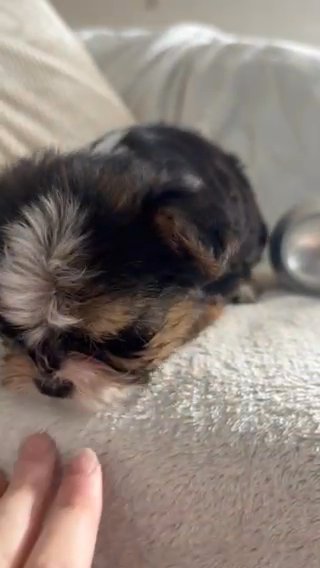 Miniture Yorkshire Terrier in Kingston upon Hull