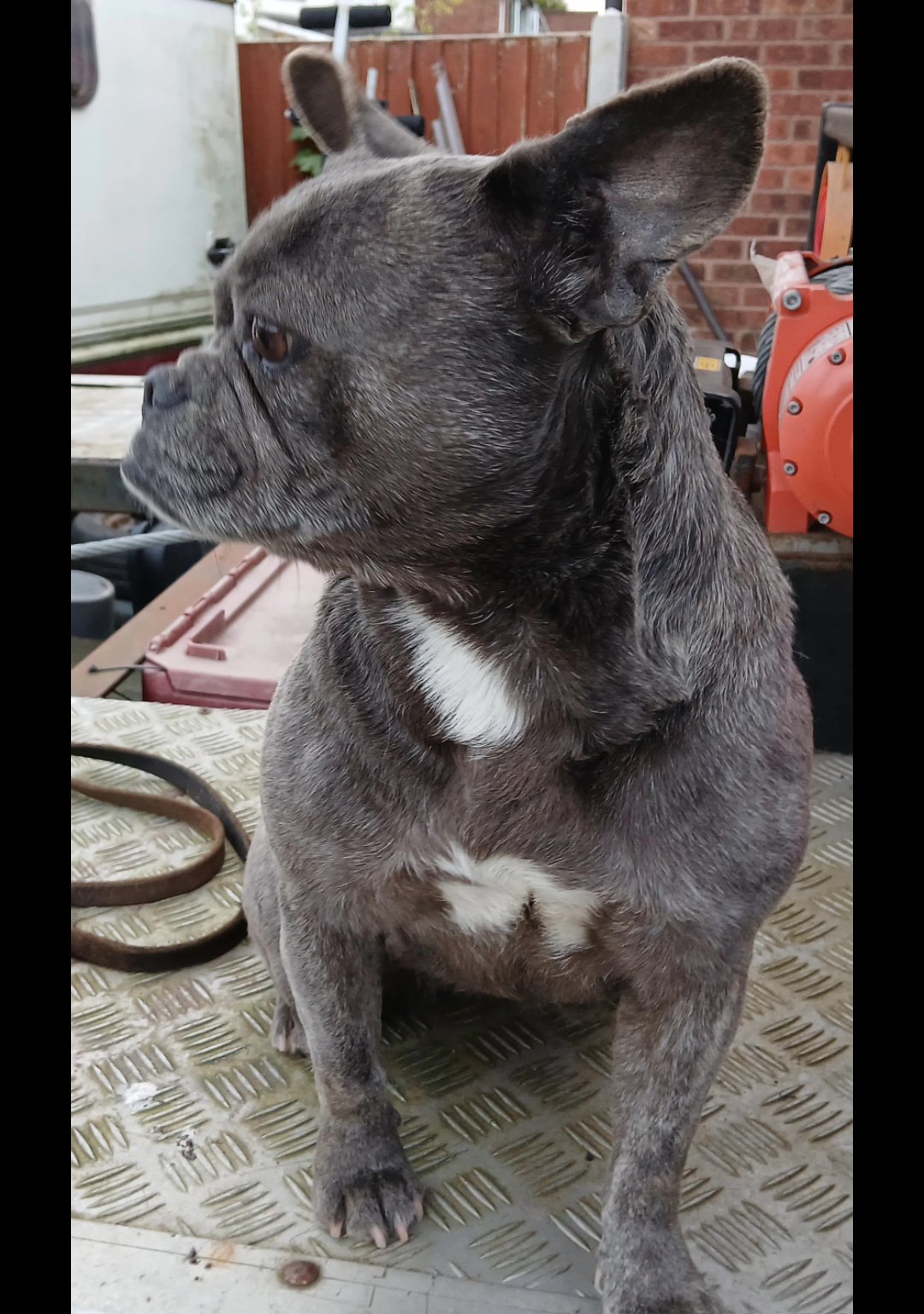 French bull dog in Birmingham