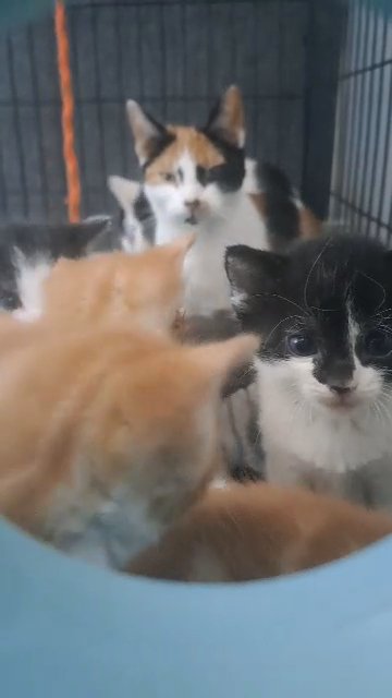 kittens in London