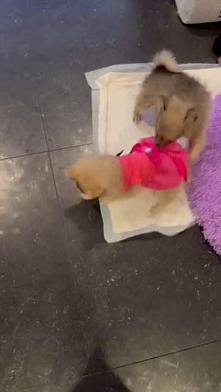 Tiny Pomchi in Coventry