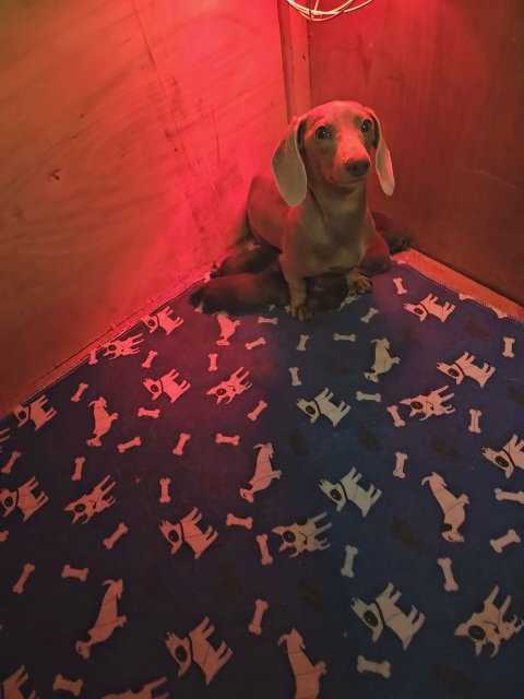 miniature dachshund kc reg health tested REDUCED (last boy) in Derby