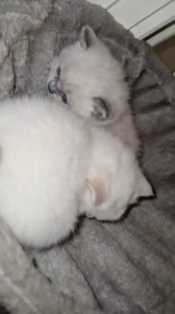 Gorgeous British Short Hair Kittens.. ? in Rochdale