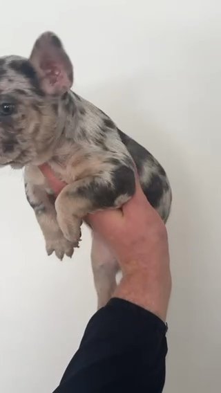 French Bulldog in London