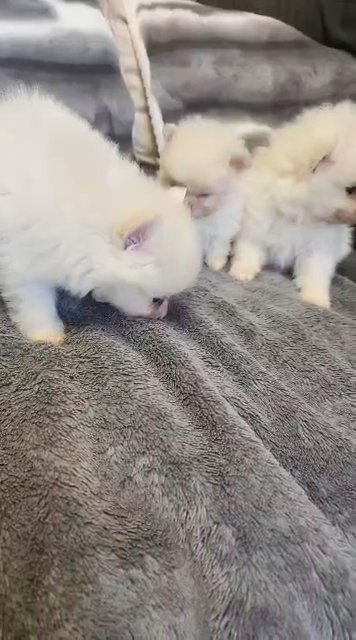 3 gorgeous pomeranian male puppies in Manchester