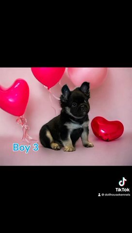 French Bulldog Puppies Carrying Pink , Husky And Isabella in Rotherham