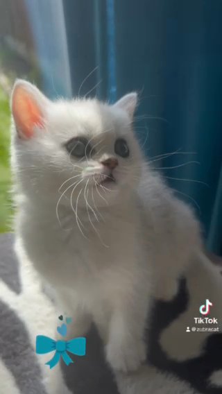 British Shorthair KittensGCCF Registered in London