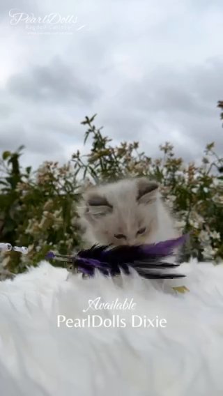Show Class Ragdoll Kitten • Seal Tabby Bicolour Girl in Lincoln