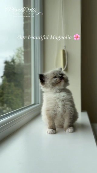 Show/Breed • Seal Mitted Ragdoll Girl • PearlDolls Magnolia in Lincoln