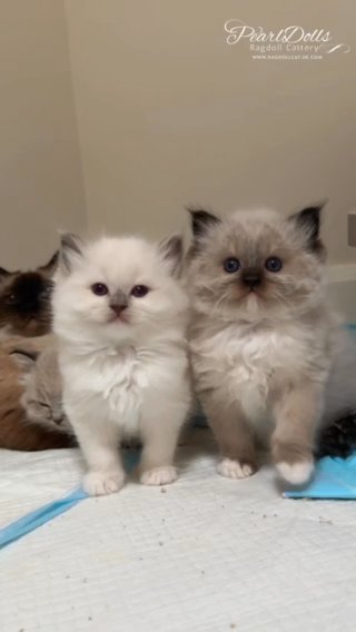 STUNNING Show/Breed Ragdoll Boy • Seal Mitted • PearlDolls Aspen in Lincoln