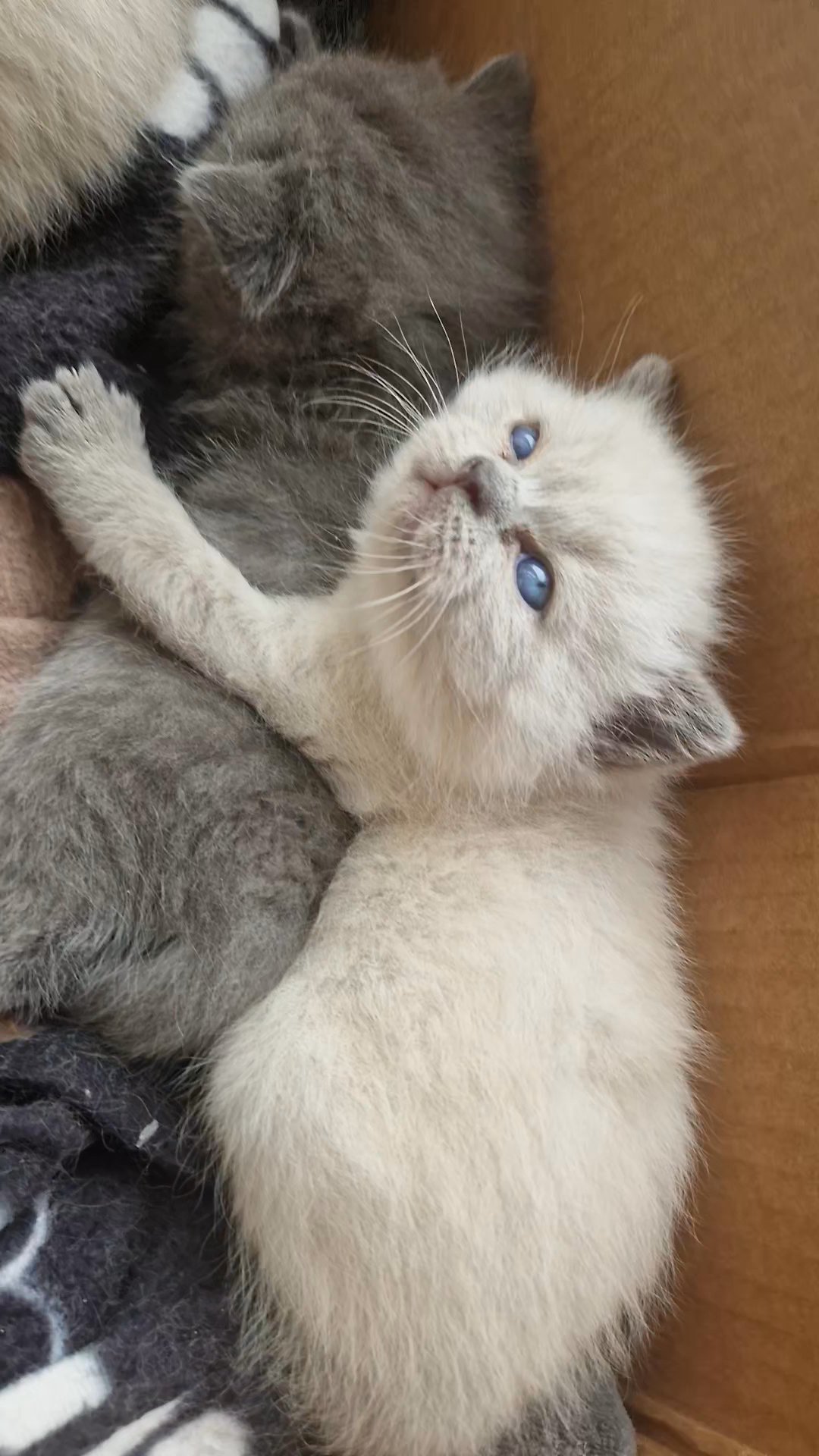 Two Gorgeous BSH Kittens.. ? in Rochdale