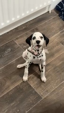 Dalmatian Puppy Ready To Leave Now in Bury