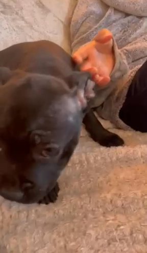 Black female Staffordshire bull terrier in Vale of Glamorgan