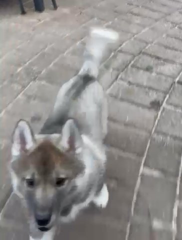 Kc Siberian Husky in Birmingham