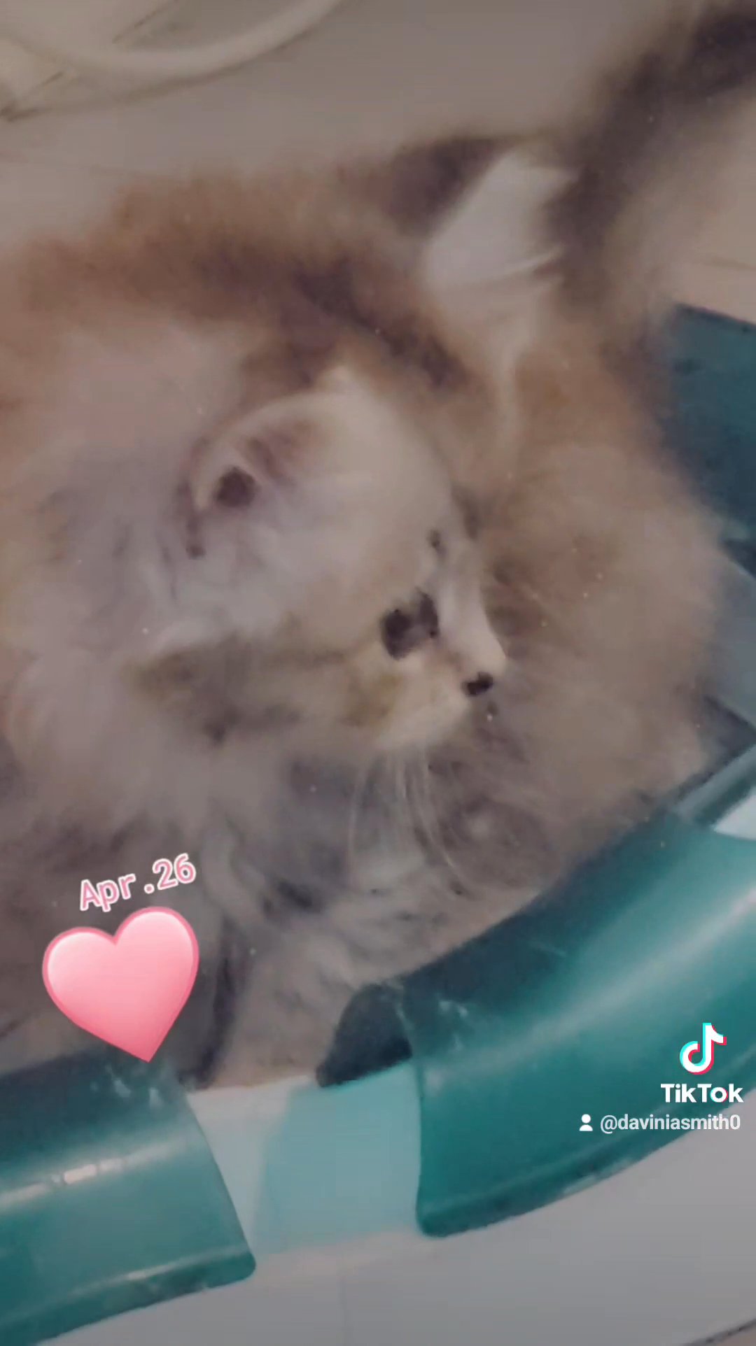 mainecoon kittens in London
