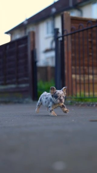Fluffy French Bulldog Boy For Sale in London
