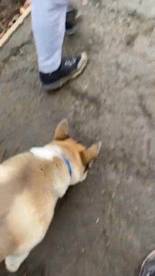 Male akita in Bradford