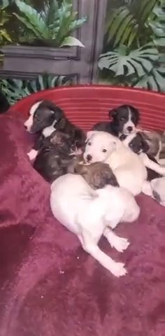 Staffordshire Bull Terrier Puppys in Nottingham
