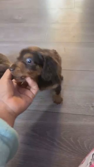 Ready To Leave Miniature Dachshund in Peterborough