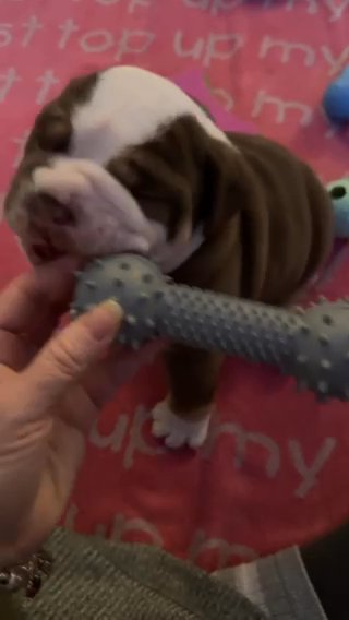 One Amazing Oeb Puppy From Amazing Parents in East Hertfordshire