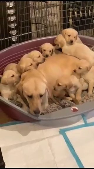 outstanding  labrador retriever pups in Wrexham