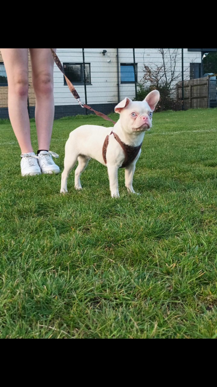 pink frenchie in London