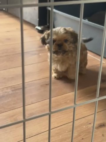 Shihtuz Imperial Boy in Coventry