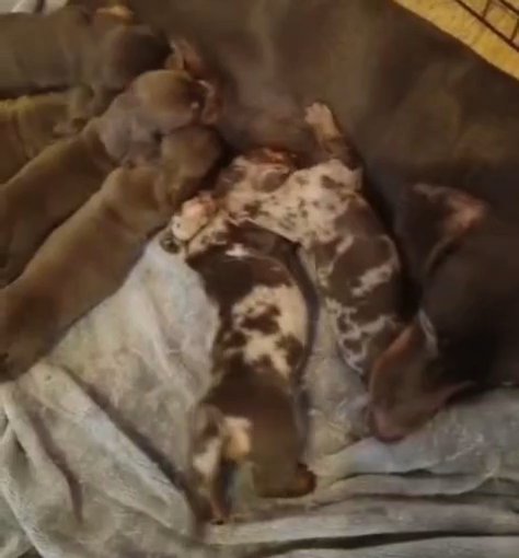 6 gorgeous miniature daschund puppies in Manchester