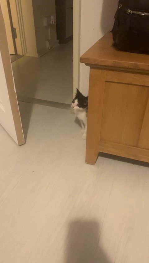 2 femal kittens are ready for new home ? in London