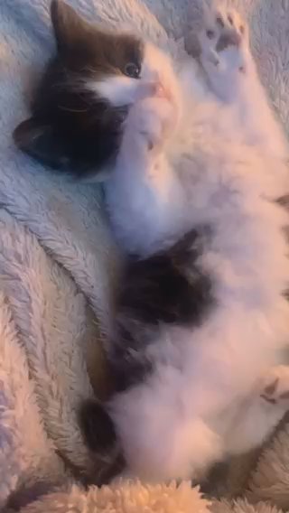 Kitten For Sale in Huntingdonshire