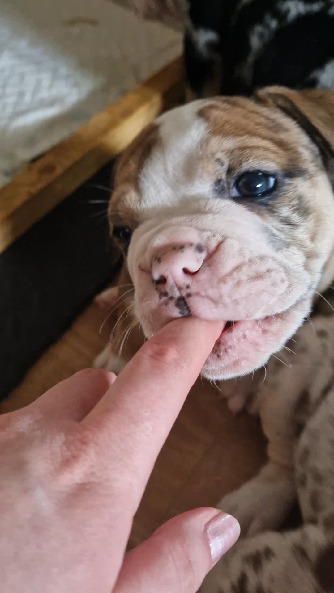 8 Purebred Olde English Bulldogges for sale in London