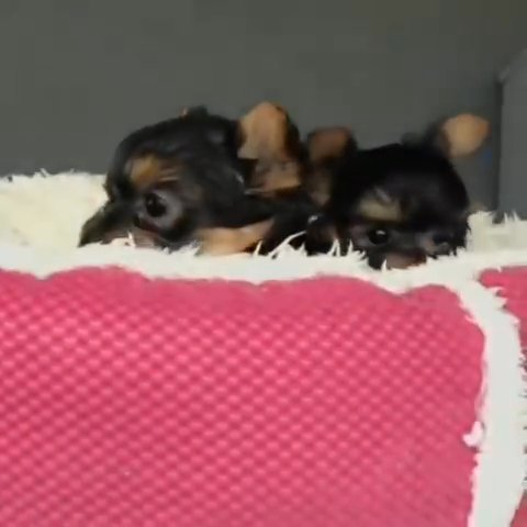 Yorkie Puppies in London