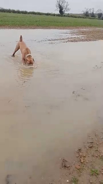 mastiff in Kettering
