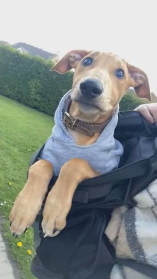 Lurcher Puppy in Darlington