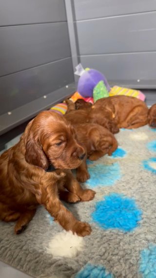 KC REGISTERED IRISH SETTER in North Somerset