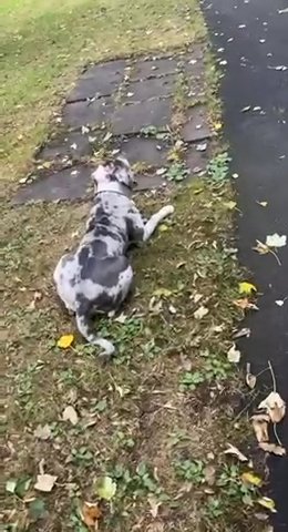 Mastiff Mix in Bradford