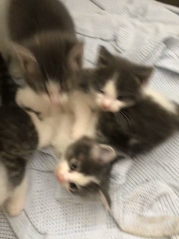 4 Beautiful Grey Kittens in Wigan