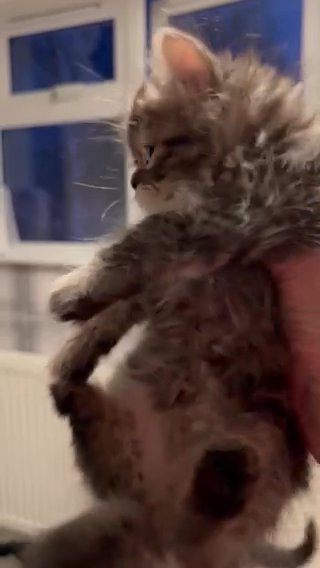 Beautiful Persian Kitten (SOLD) in Colchester