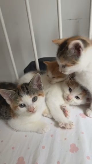 2 Female kitten For Sale in London