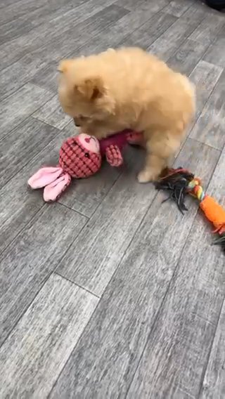 Toy Poodle X Pomeranion in Nottingham