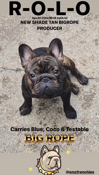 French Bulldog Stud Big Rope Testable Choc Blue Coco in Leeds