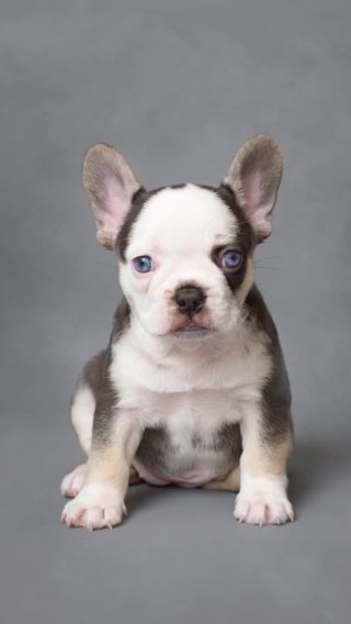 French Bulldog in Leeds