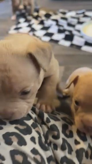 ✨ Pocket Bullies for sale ✨ in Somerset