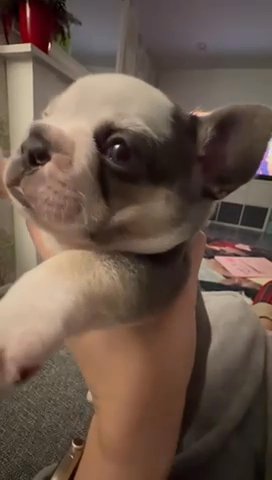 French Bulldog in Leeds