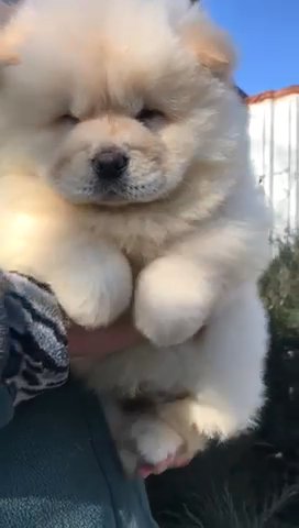 Chow Chow in Cardiff