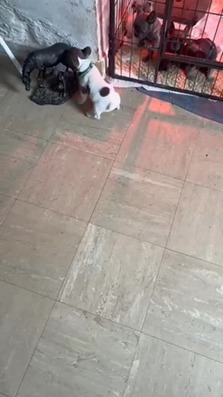 Beautiful Boy Frenchie in Birmingham