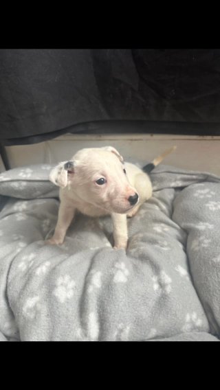 Spaniel x English Bull Terrier Pups in London