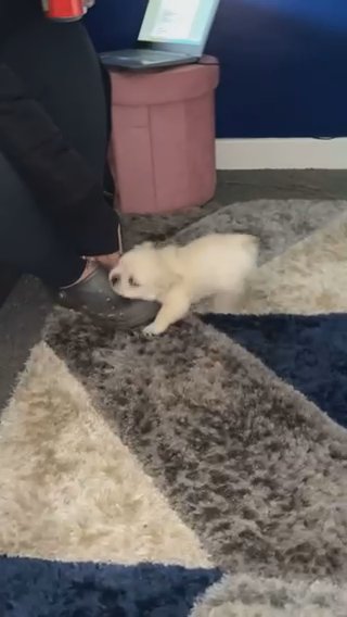 Quailty Healthy Puppys in Nottingham