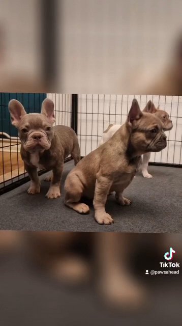 Newshade & Lilac French Bulldogs Carring Fluffy in Eastbourne