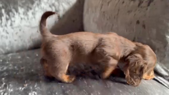 Stunning Longhaired Miniature dachshund in London